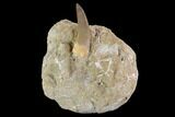 Fossil Plesiosaur (Zarafasaura) Tooth In Rock - Morocco #95086-1